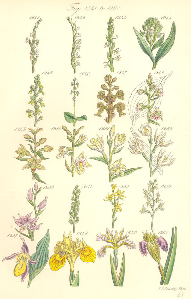 WILD FLOWERS. Lady's Tresses Slipper Tway-blade Helleborine Iris. SOWERBY 1890